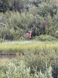 Deer seen from deck