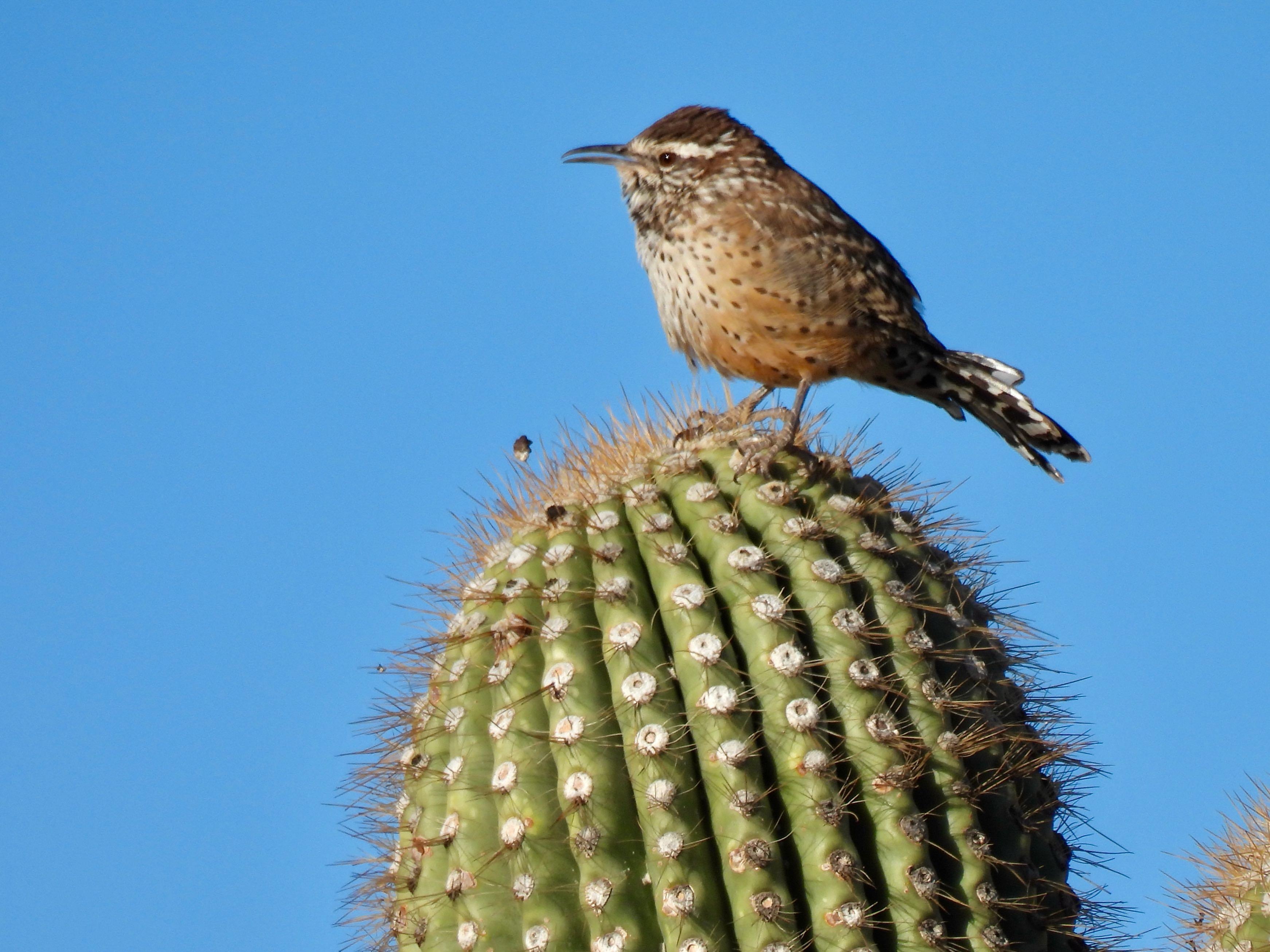 Cactus Wren