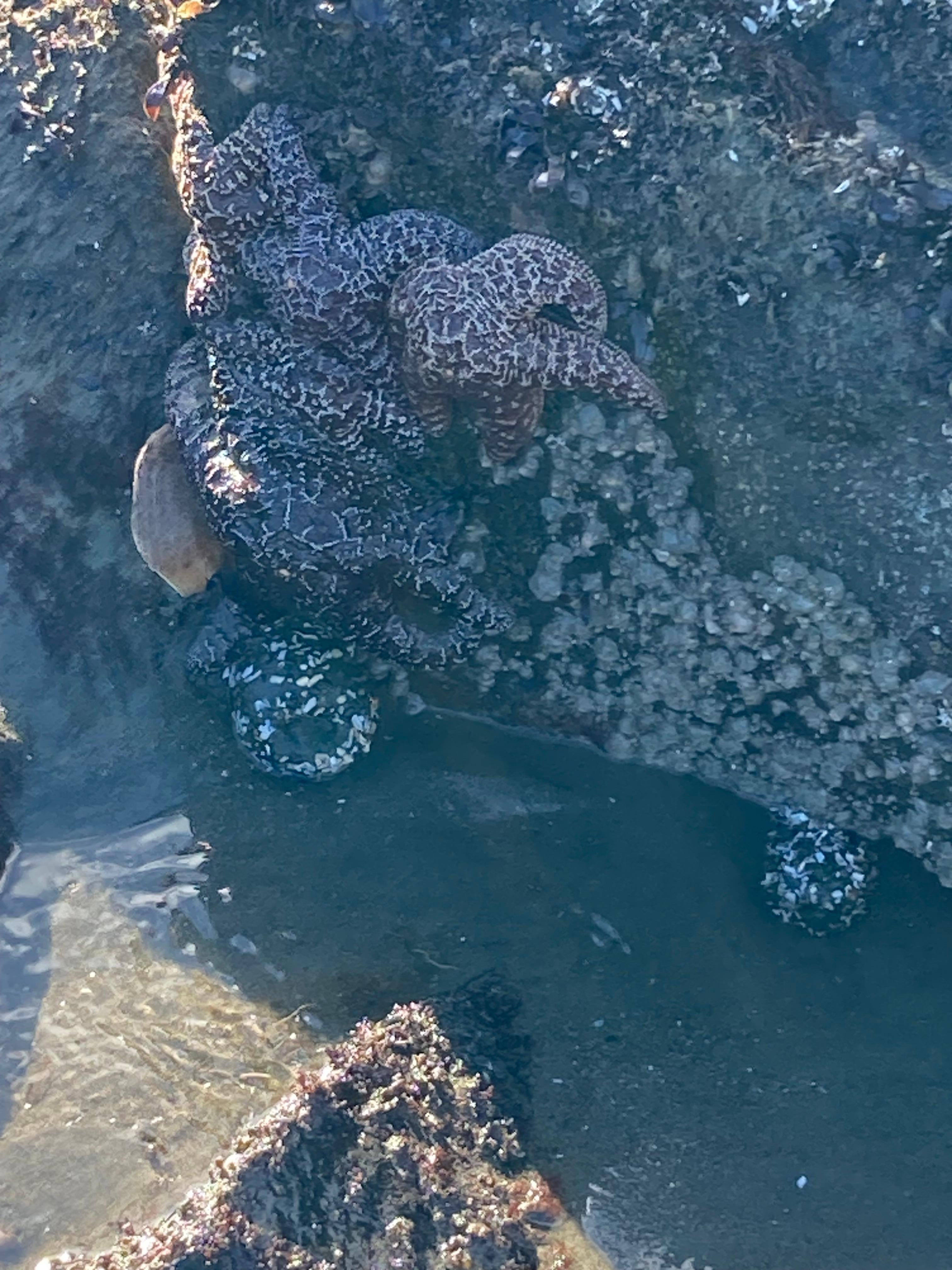 Star fish on the beach