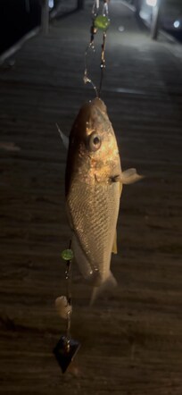 Boat docks /fishing docks on the sound side lit up at night.