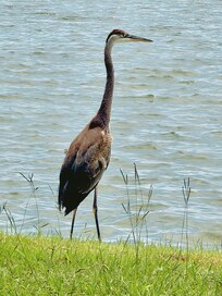 Daily morning visitor