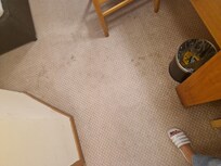 Damp stained carpet