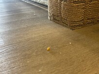 Dirt visible at first site. Didn’t have to go looking for it.