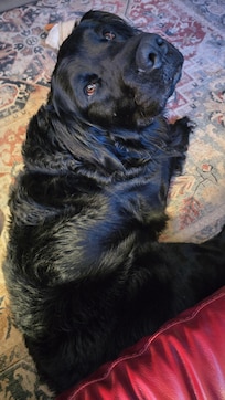 There was comfortable space for my dog, which is a huge benefit.