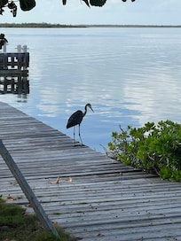 Fish hunting right on The Pools private dock about 30 feet from the patio screen door.