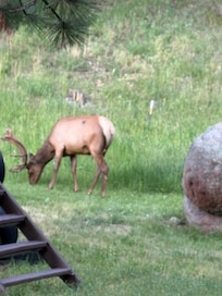 Elk on the property