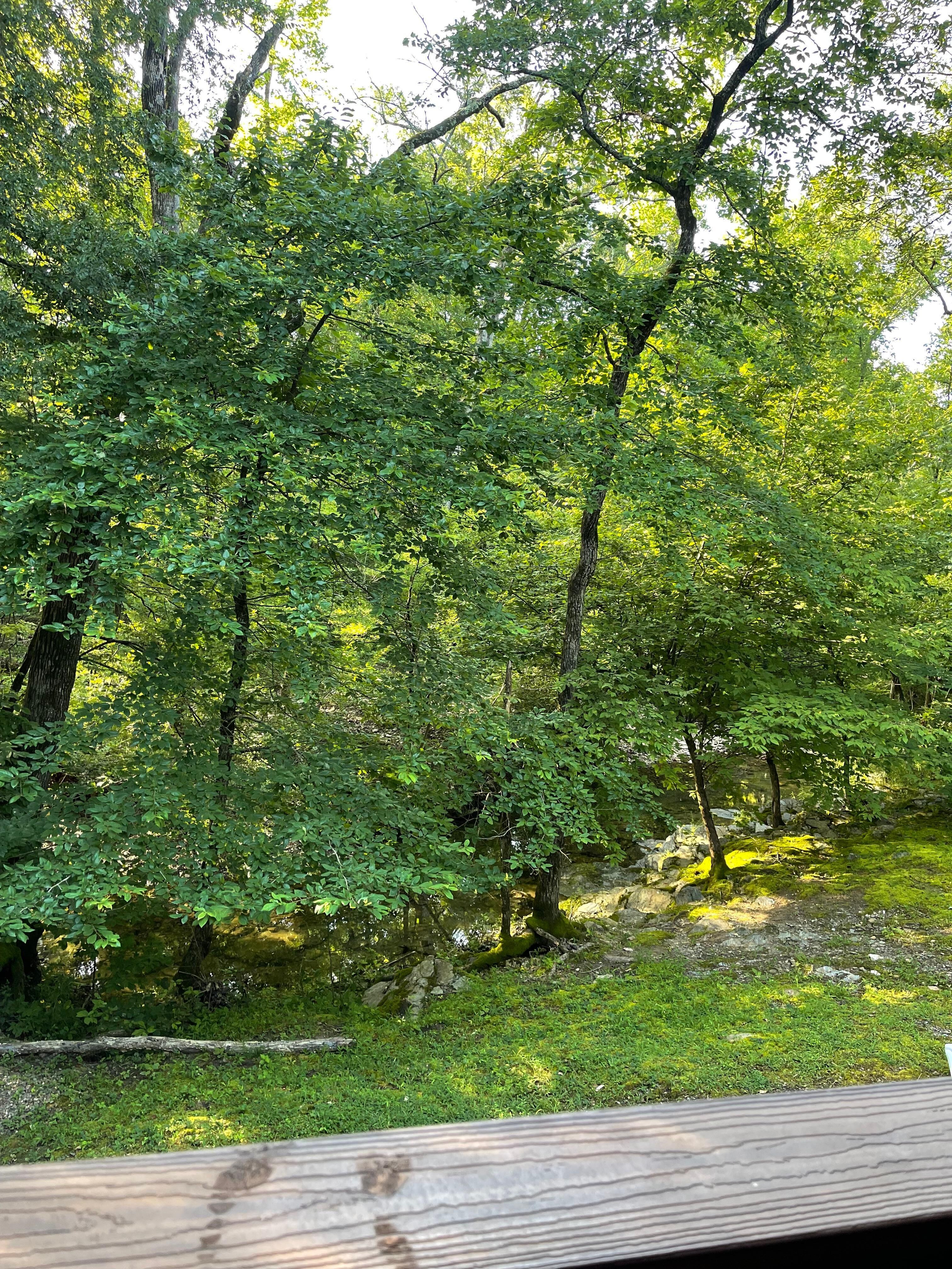 The view from the back porch … in the morning it was amazing and a wonderful breeze 