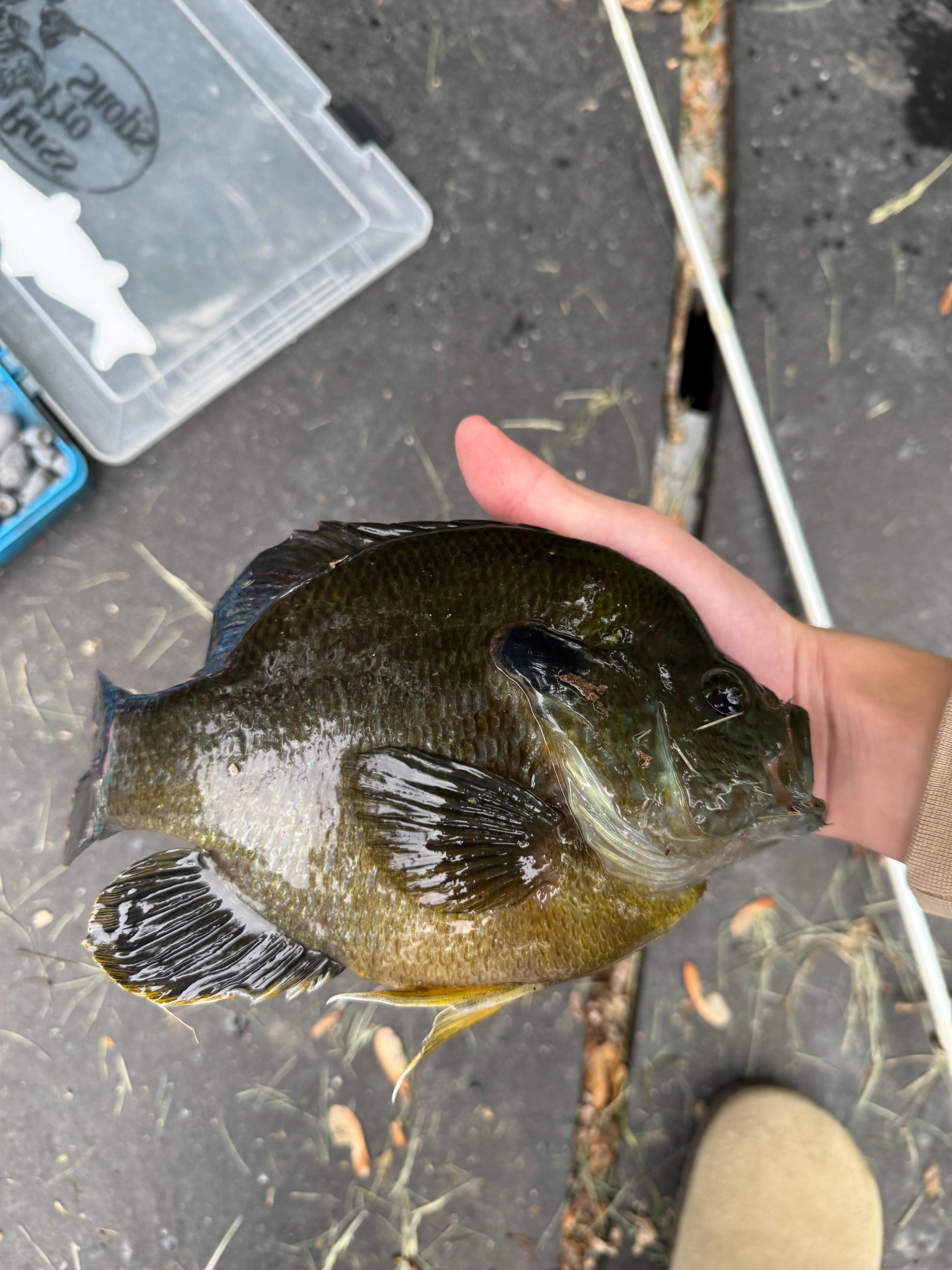 Largest Bluegill we have ever caught!