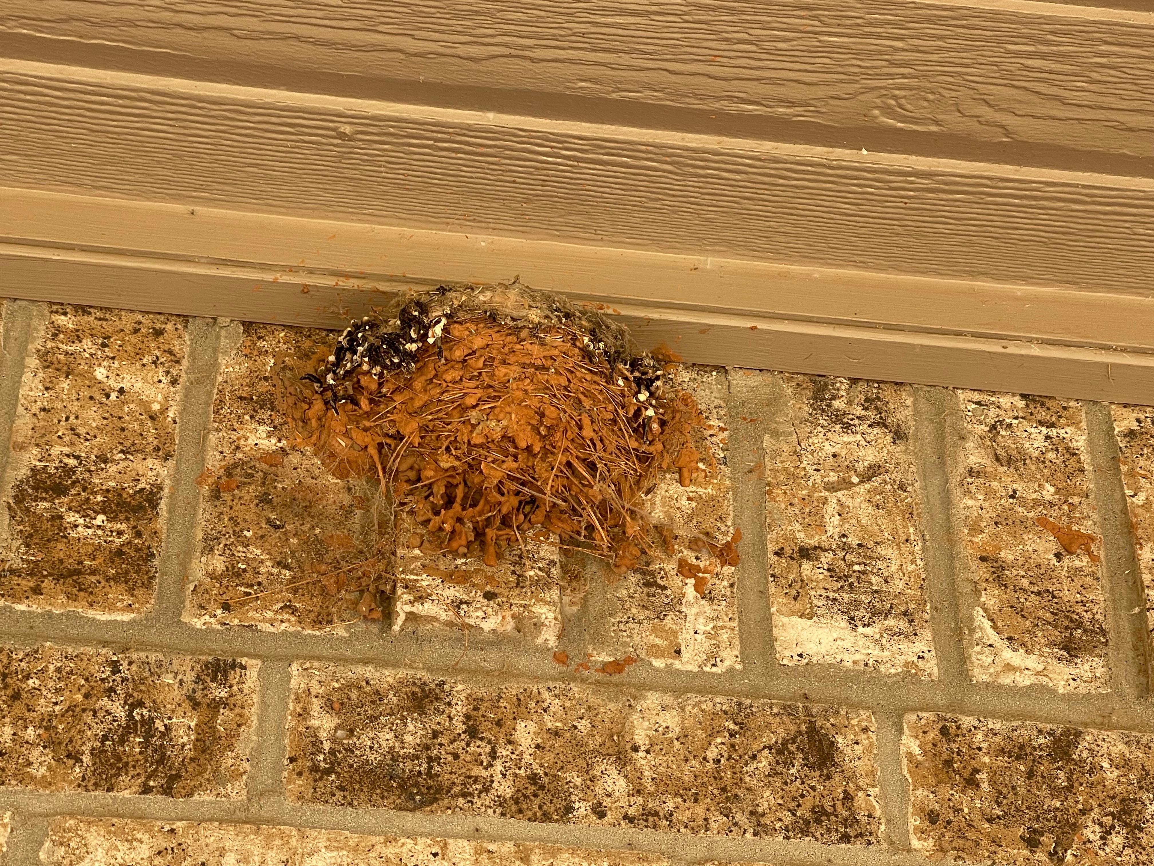 bird nest or wasp nest