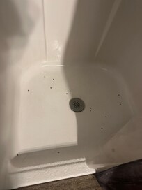 Bugs in the shower