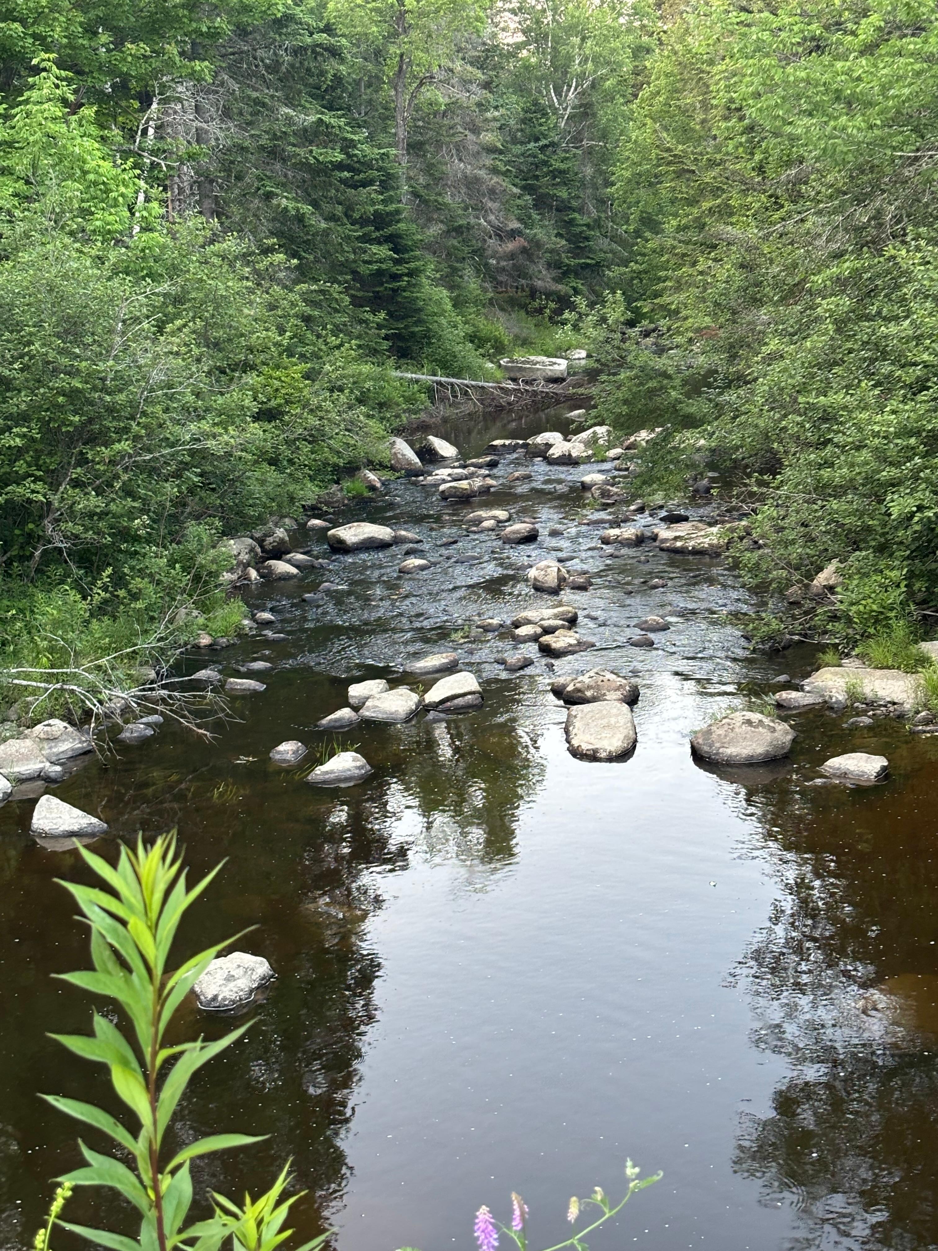 Stream sounds so nice from the cabin… after a little walk… 