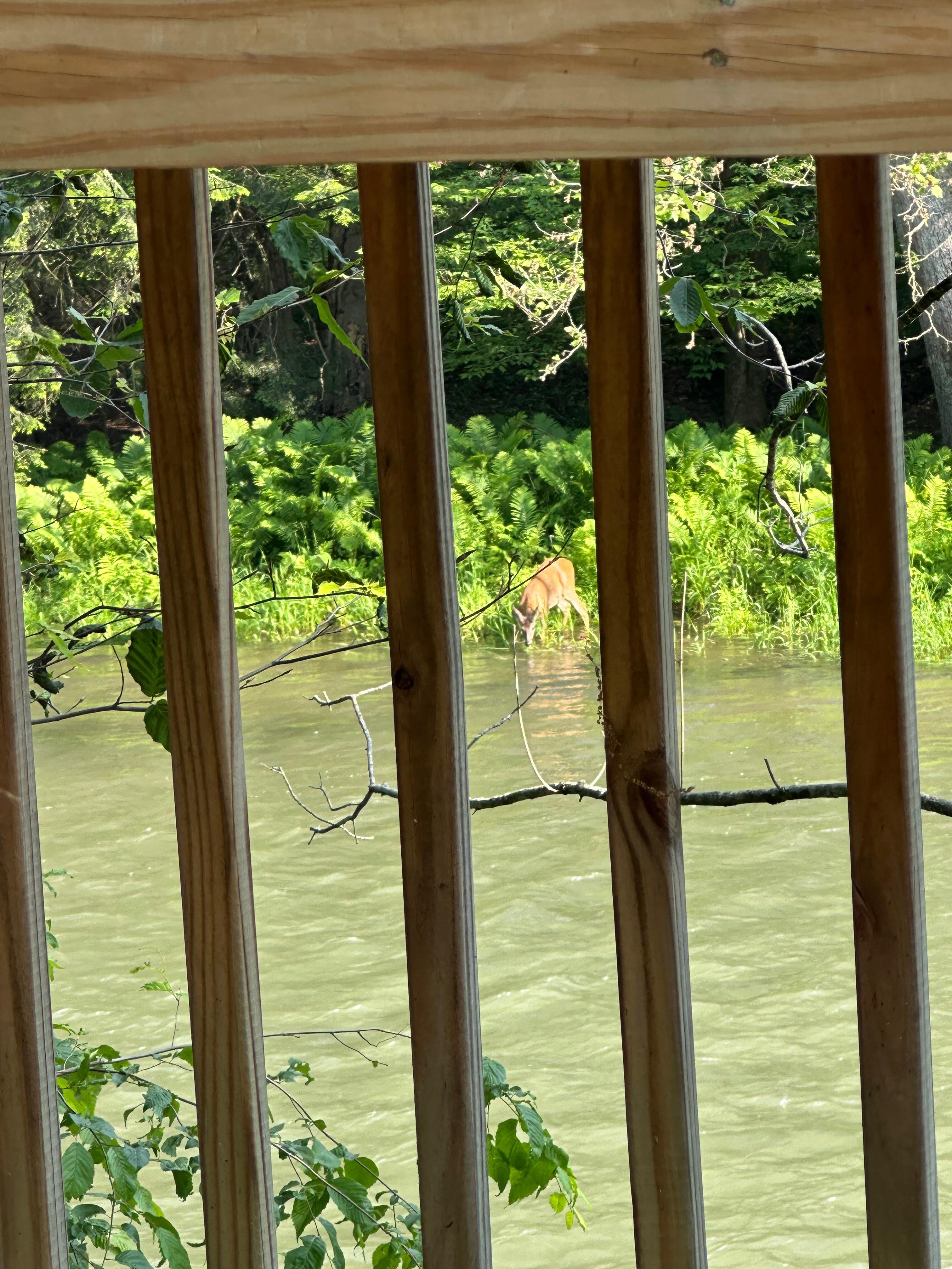 Deer from back deck by Pine Creek