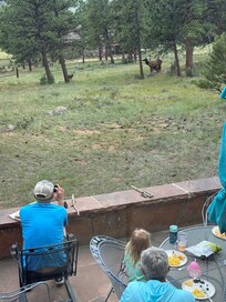 Elk visitors at lunch