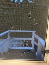 Kitchen screen door tears