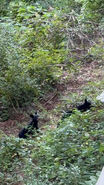 Got to see bears!