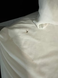 Bug