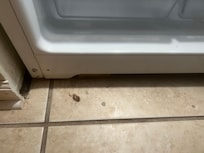 Food and dead roaches on the floor