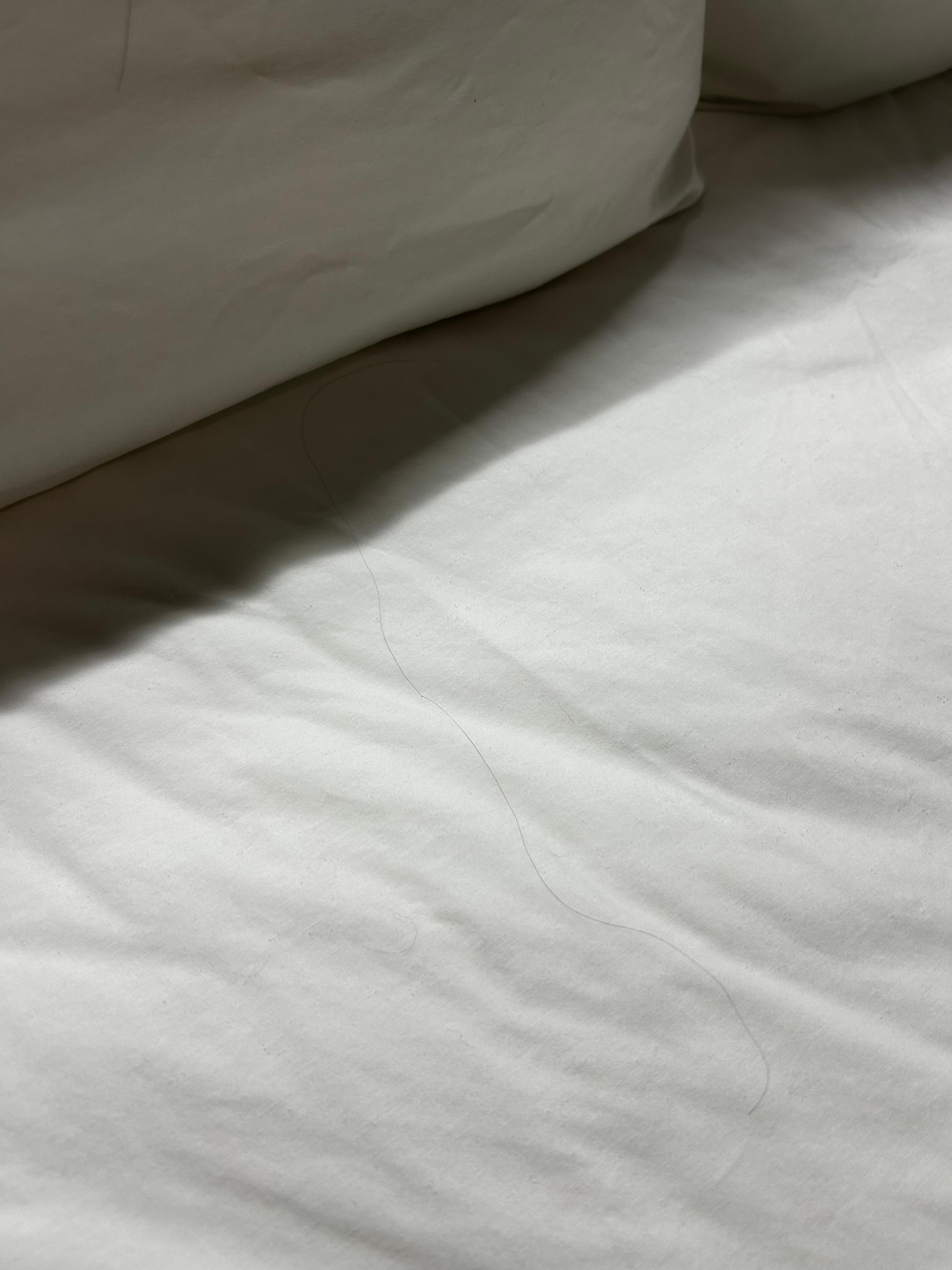 Hair all over wrinkled bed sheets. Never changed 