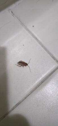 Another insect denizen, this time a German Cockroach, kindly kept me company while I bathed.