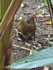 Deze zagen we in de tuin van Bonga lopen.