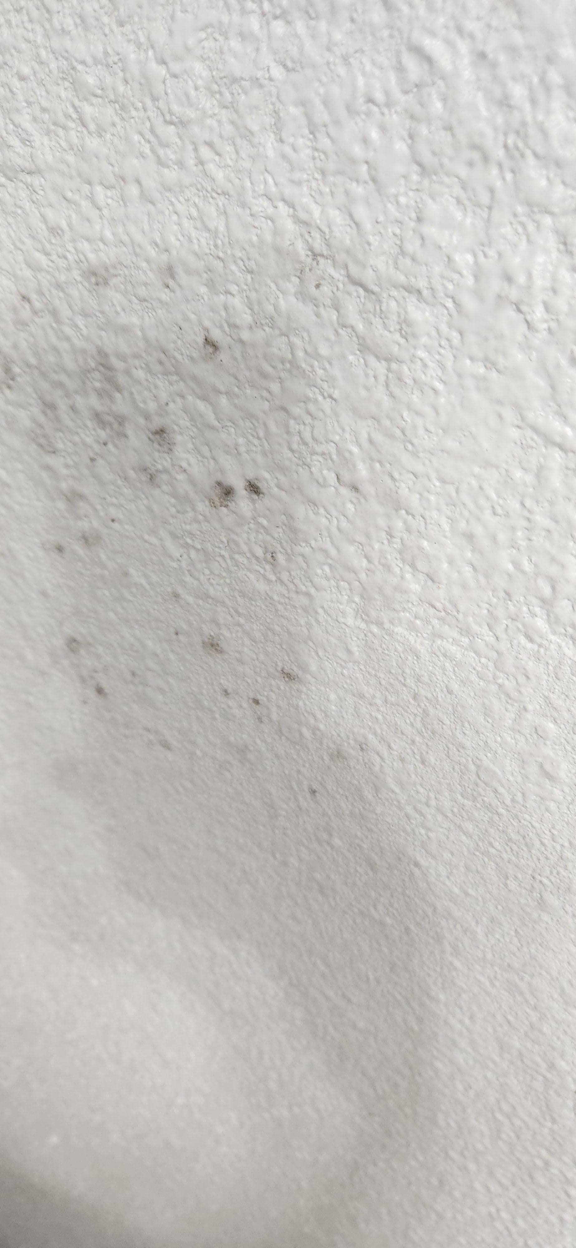 Black Mold