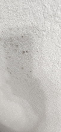 Black Mold
