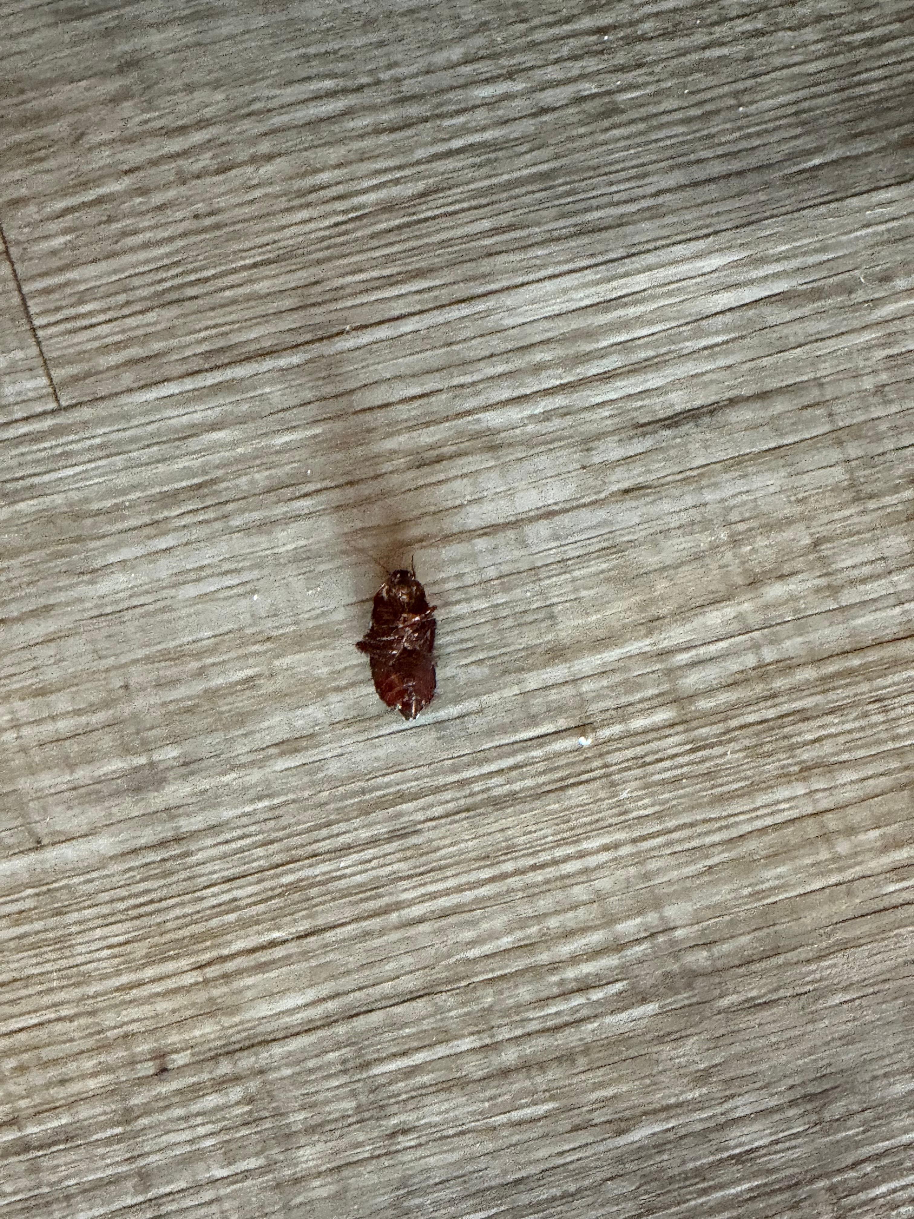 Cockroach by the front door. Saw this late last night.