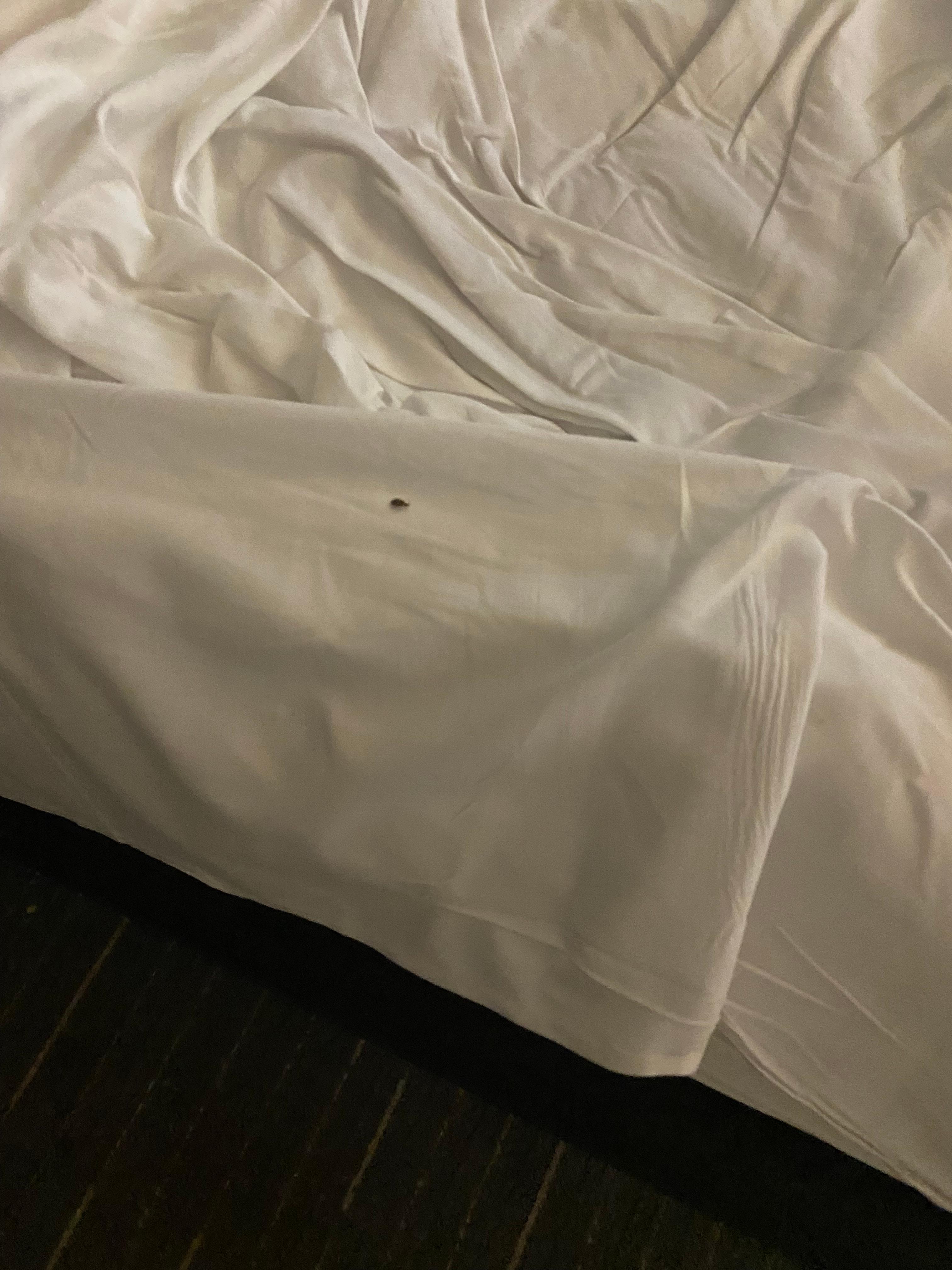 Second room: found a Bug on the bed.