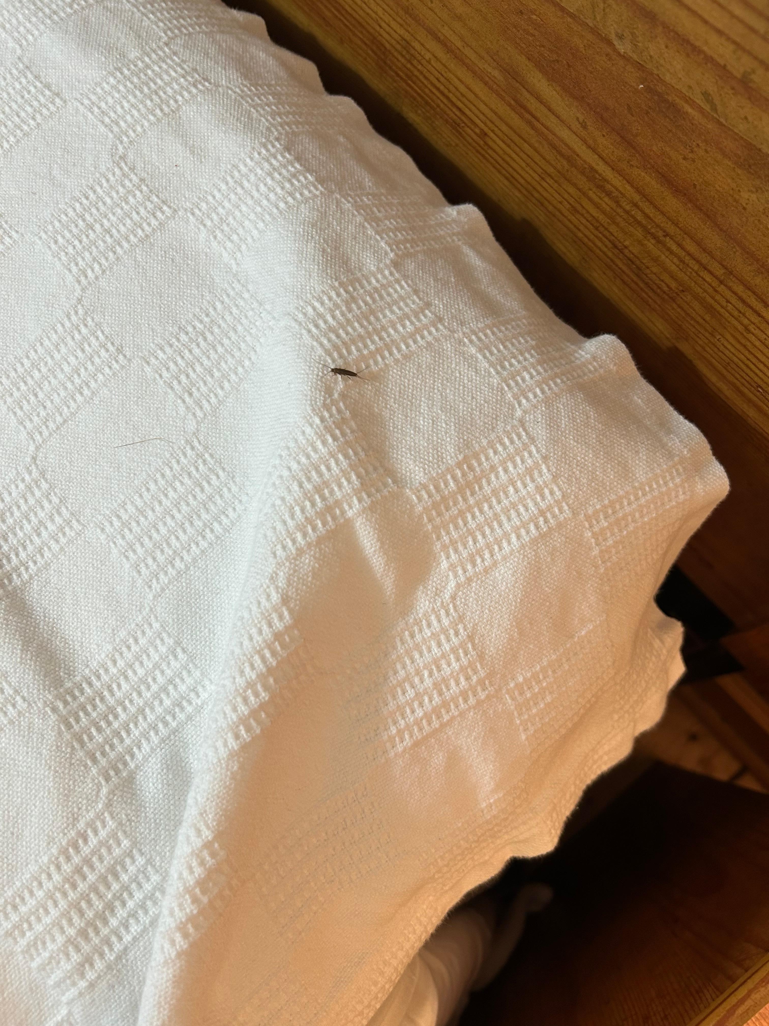 LIVE bugs in the beds