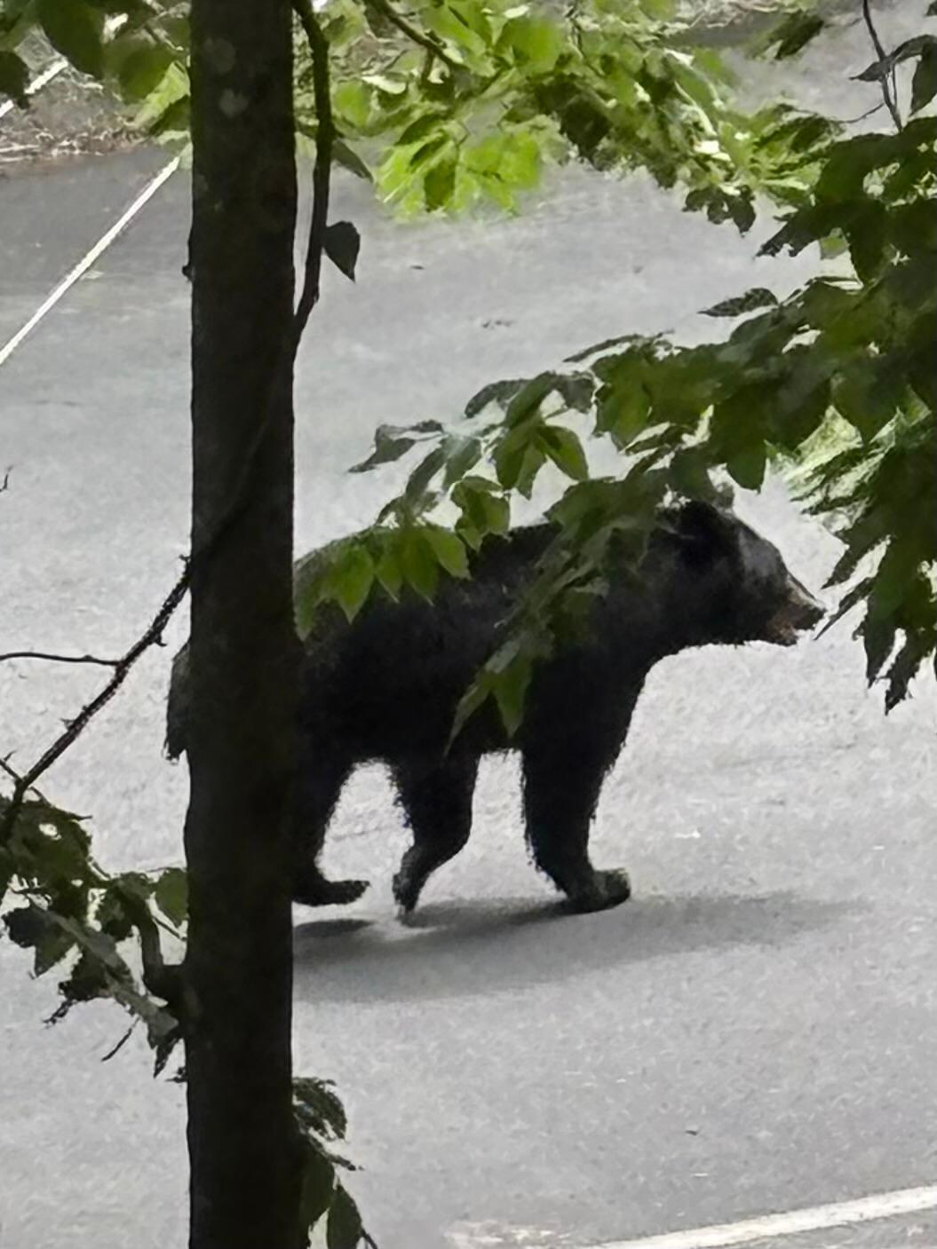 Saw this guy from the front porch