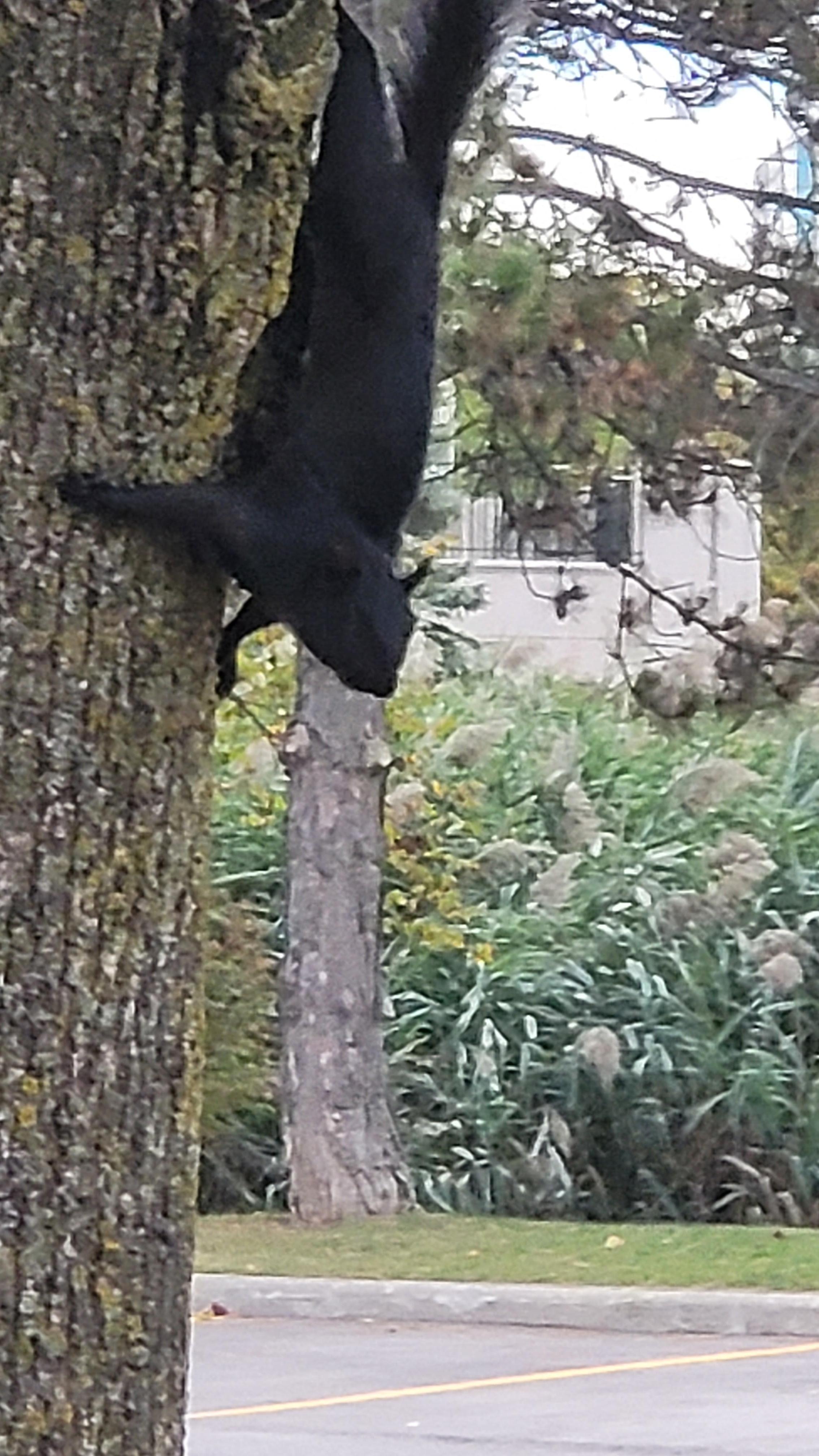 Squarils living nearby.