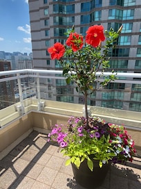 Gorgeous rooftop views and flowers