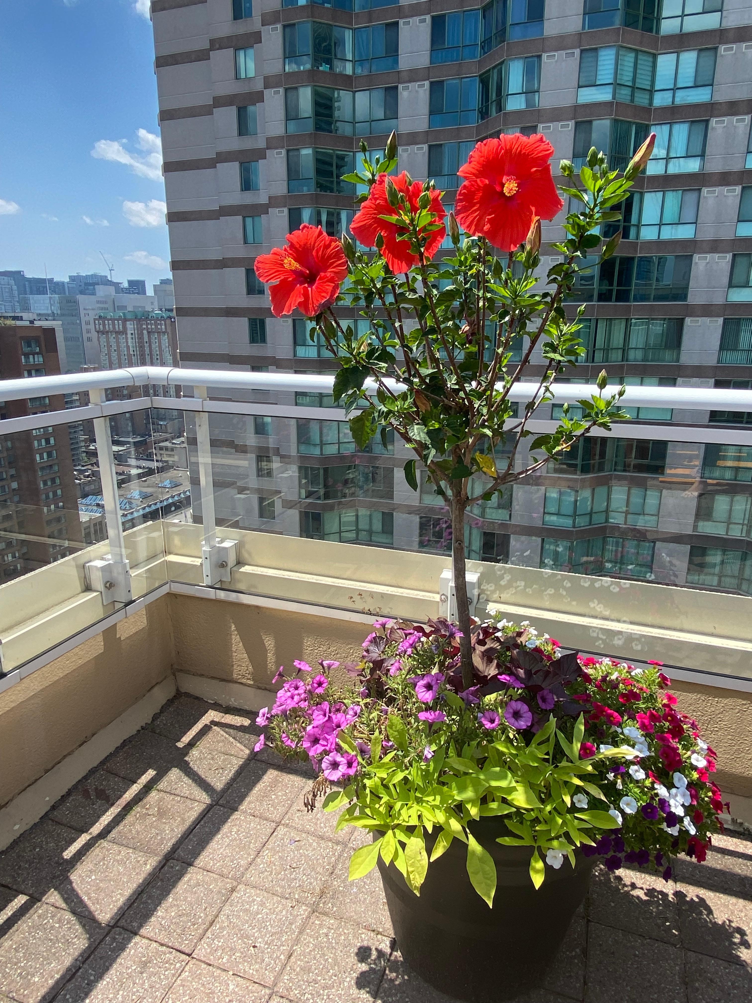 Gorgeous rooftop views and flowers