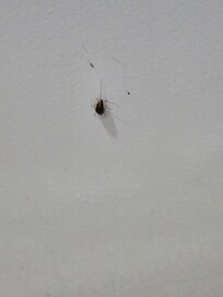 Roach