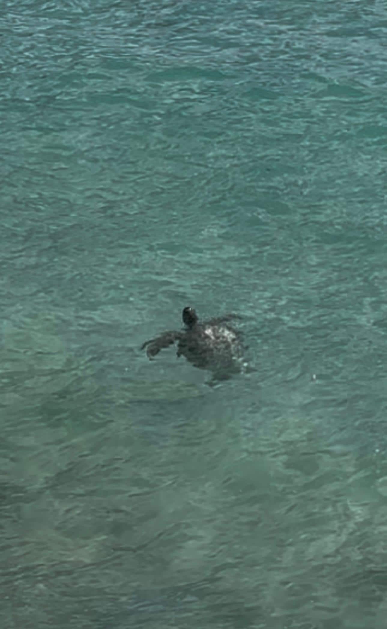 One of the turtles swimming off the deck!