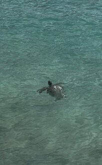 One of the turtles swimming off the deck!