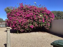 Beautiful bouganvillea in the back driveway
