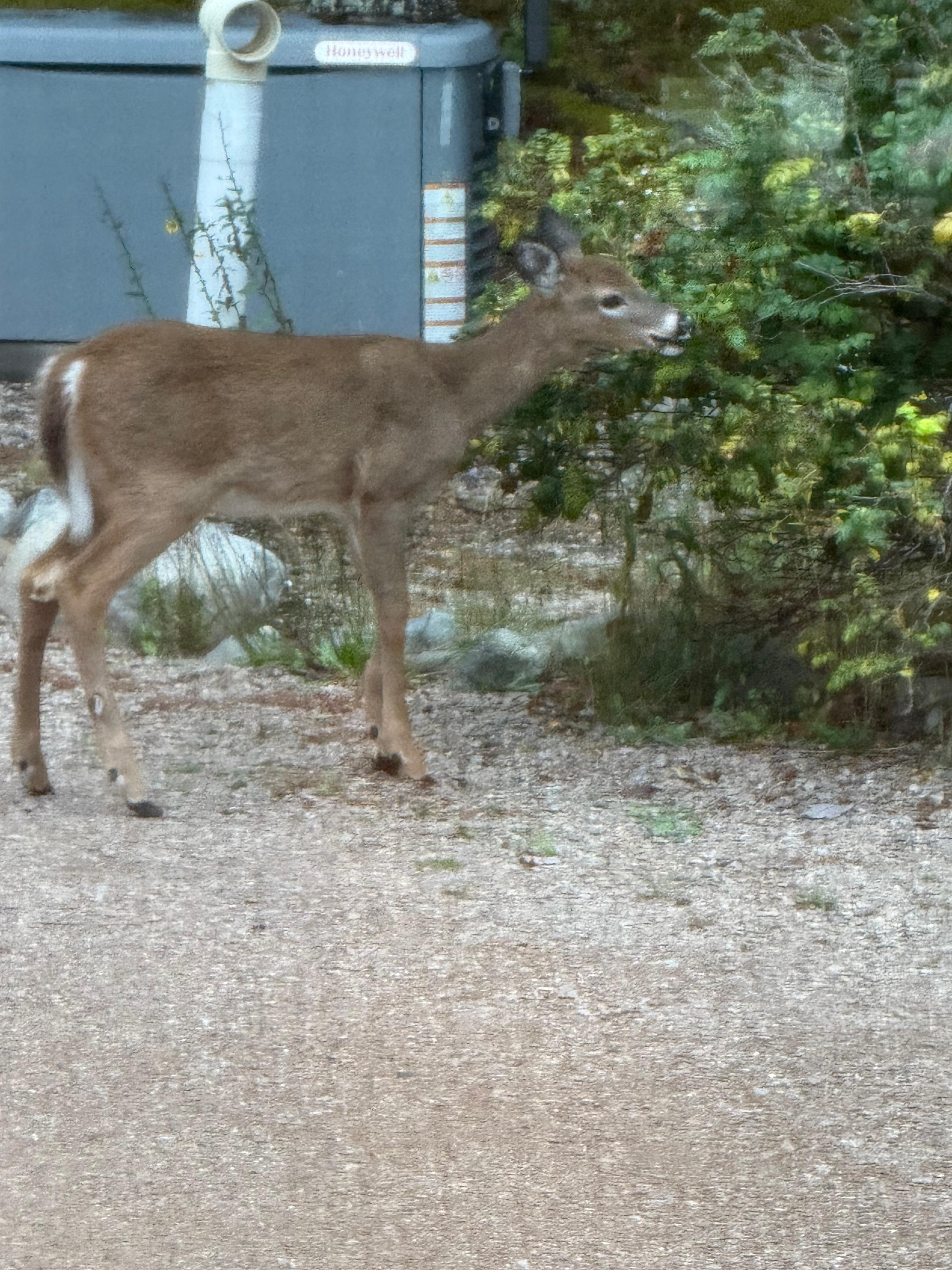 Visitor one night at the house. 