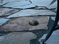 Cute toad resident in the yard.
