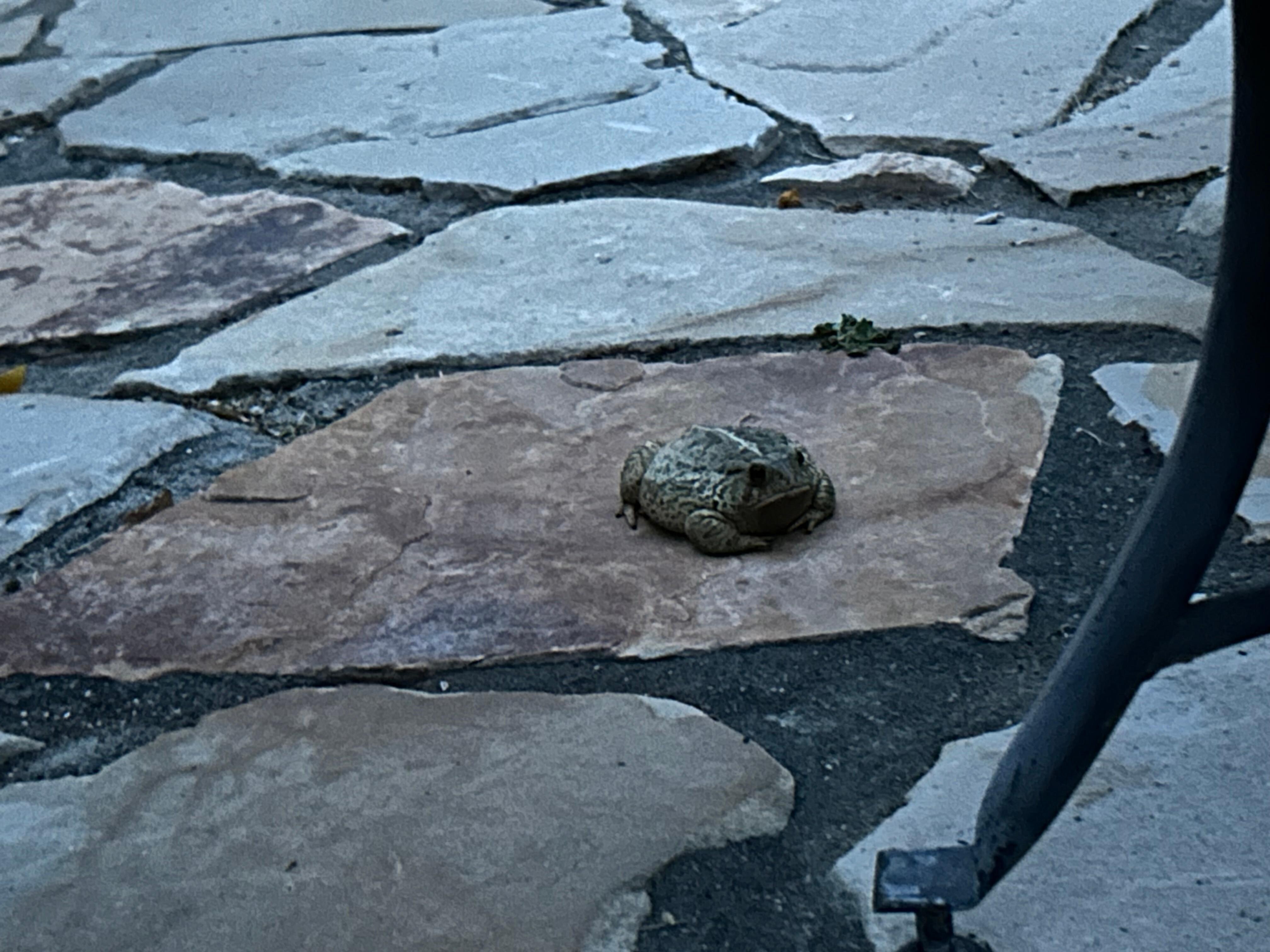 Cute toad resident in the yard.