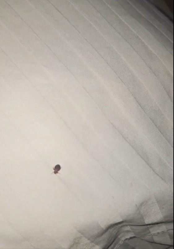 CHINCHES CAMINANDO POR LAS ALMOHADAS 