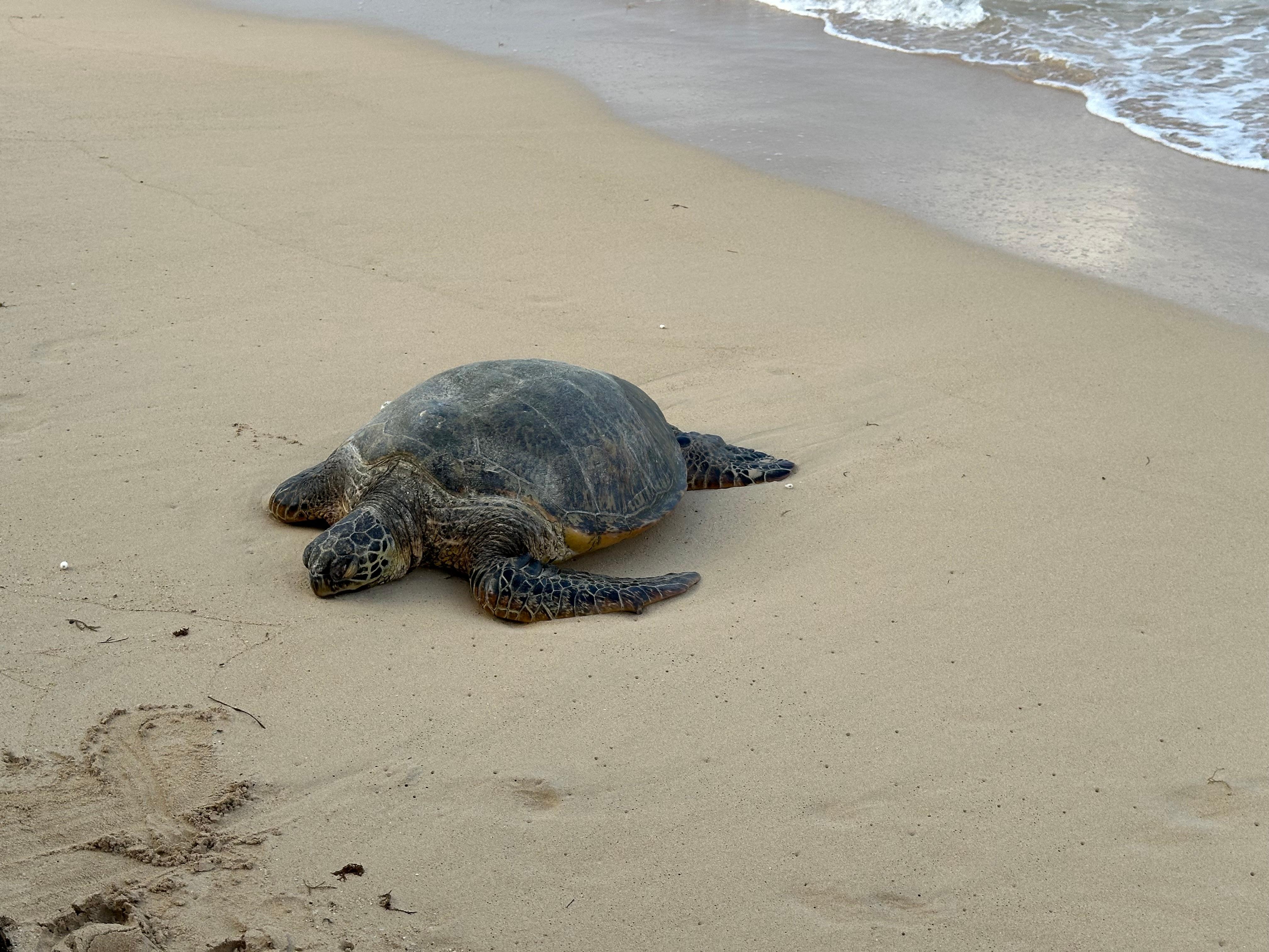 Rare day time appearance 