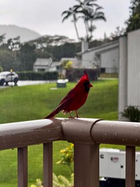 Feathered visitor to the lanai