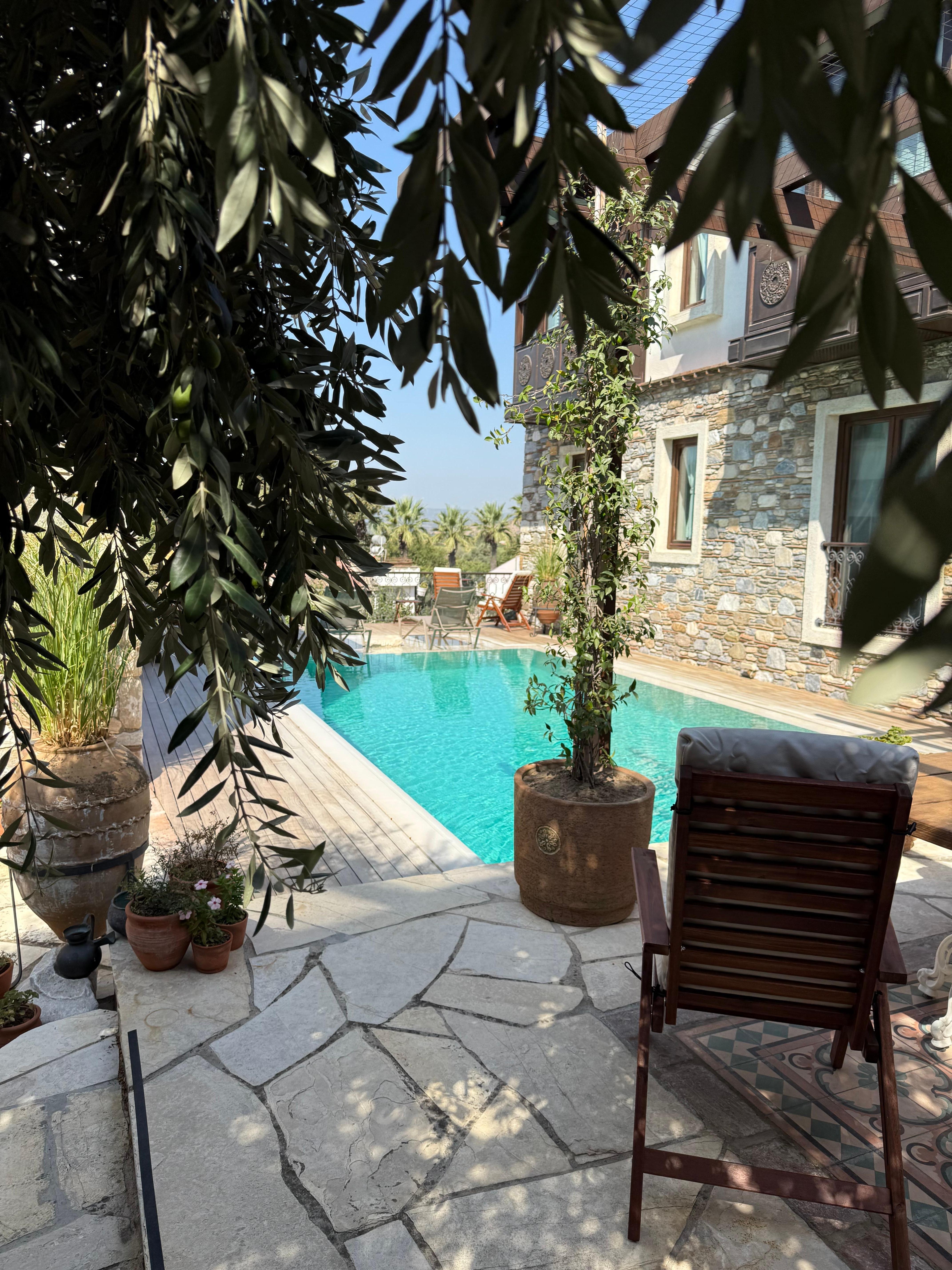View of pool from under the olive tree