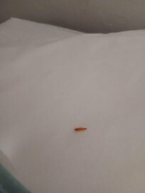 Maggots on pillows