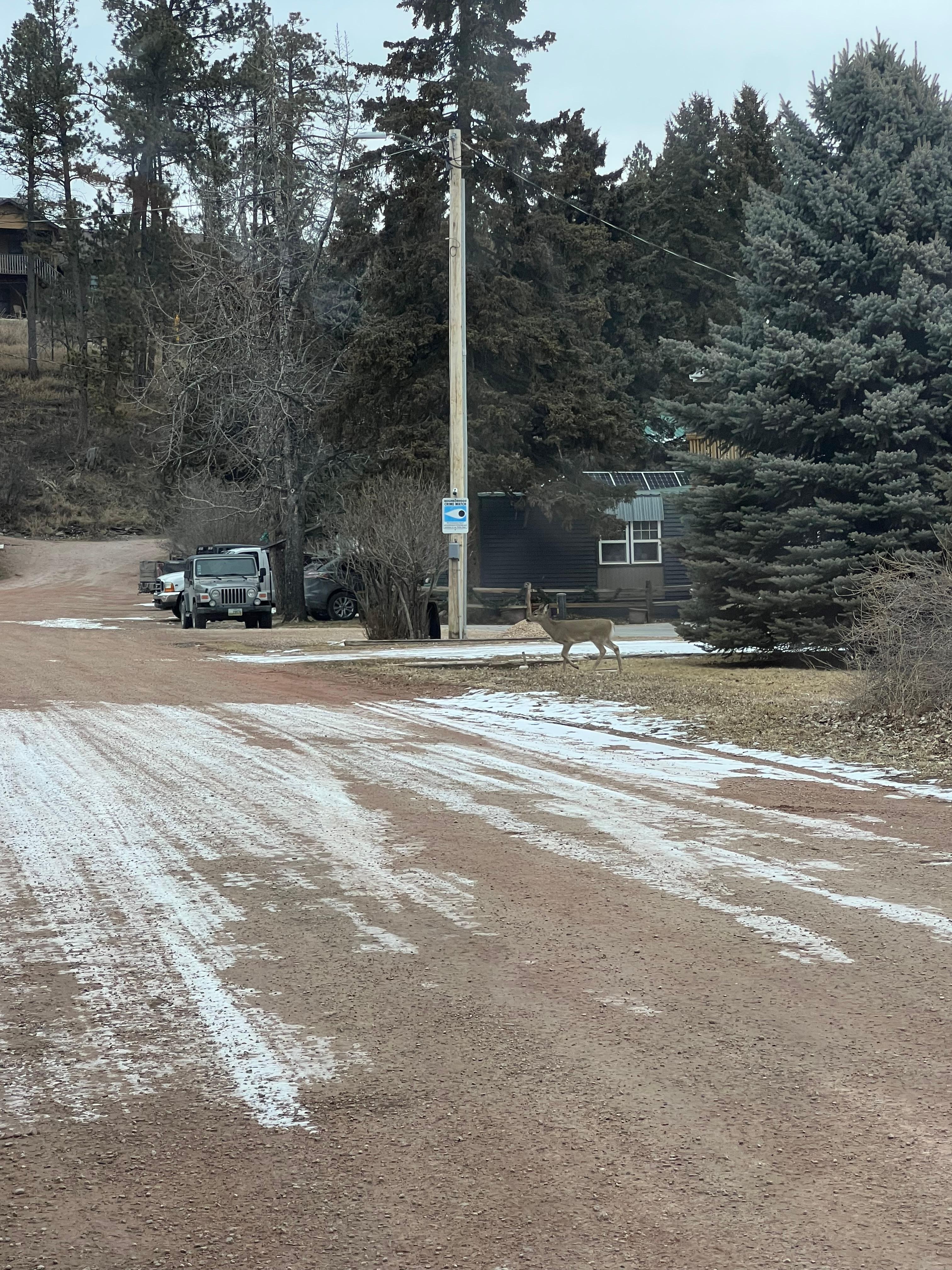 Deer around the corner 