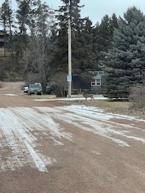 Deer around the corner