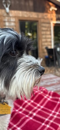 Marley watching the acorns drop.