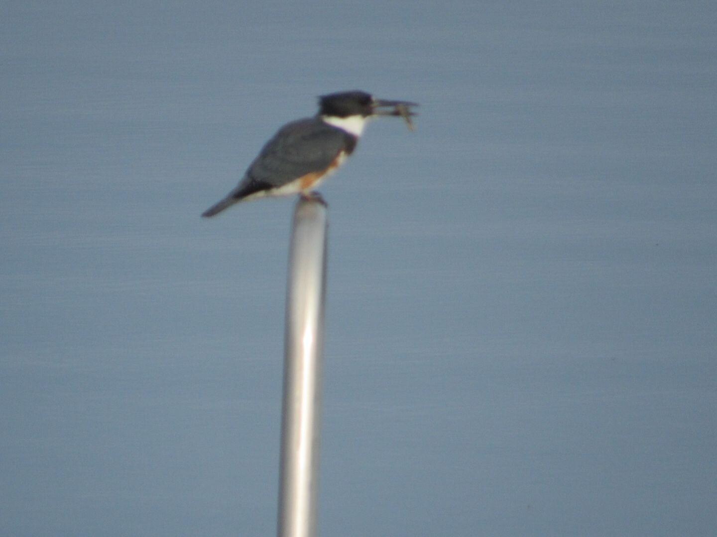 Kingfisher having breakfast 