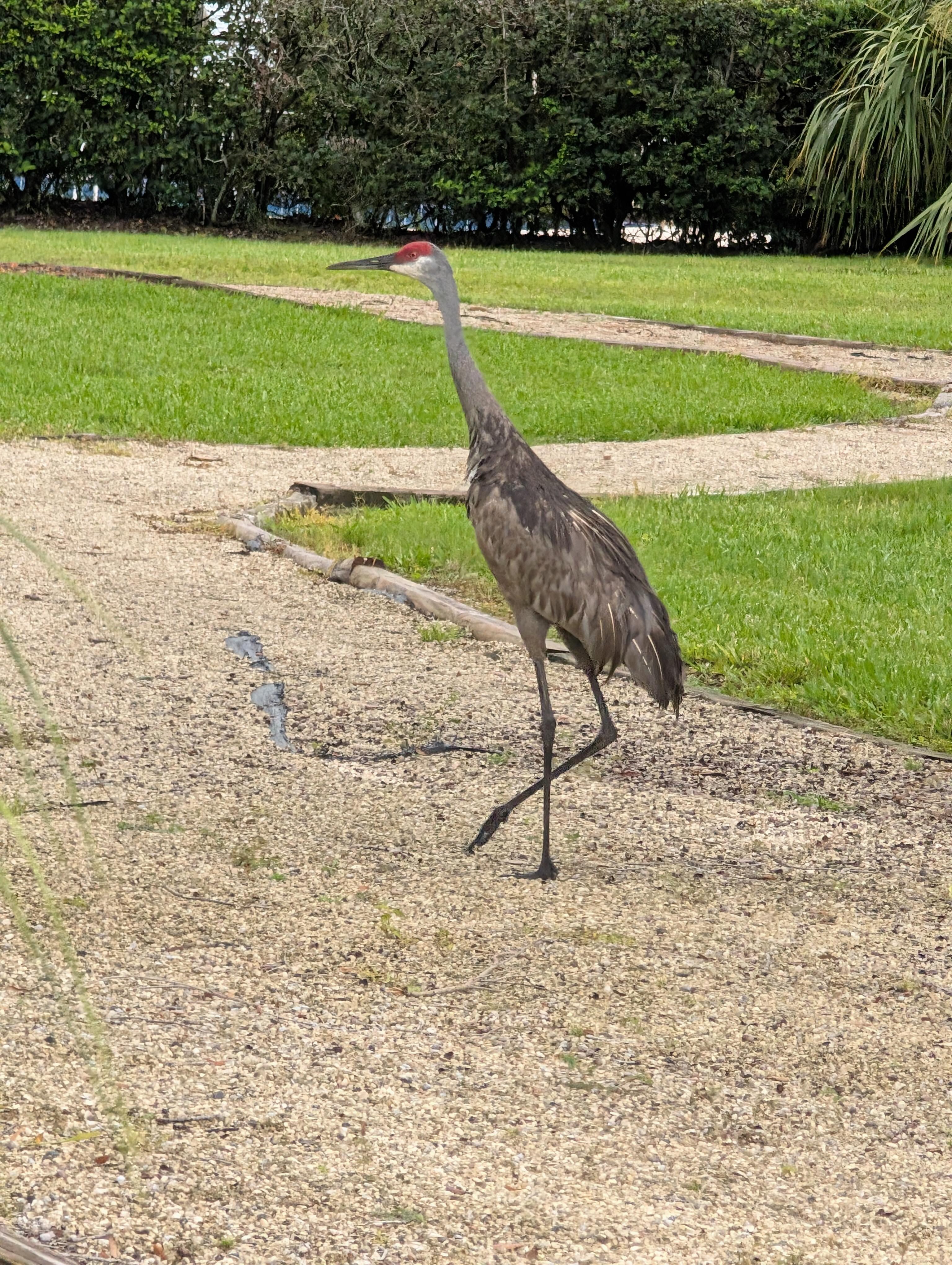 Lots of birds